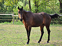 Cadbury